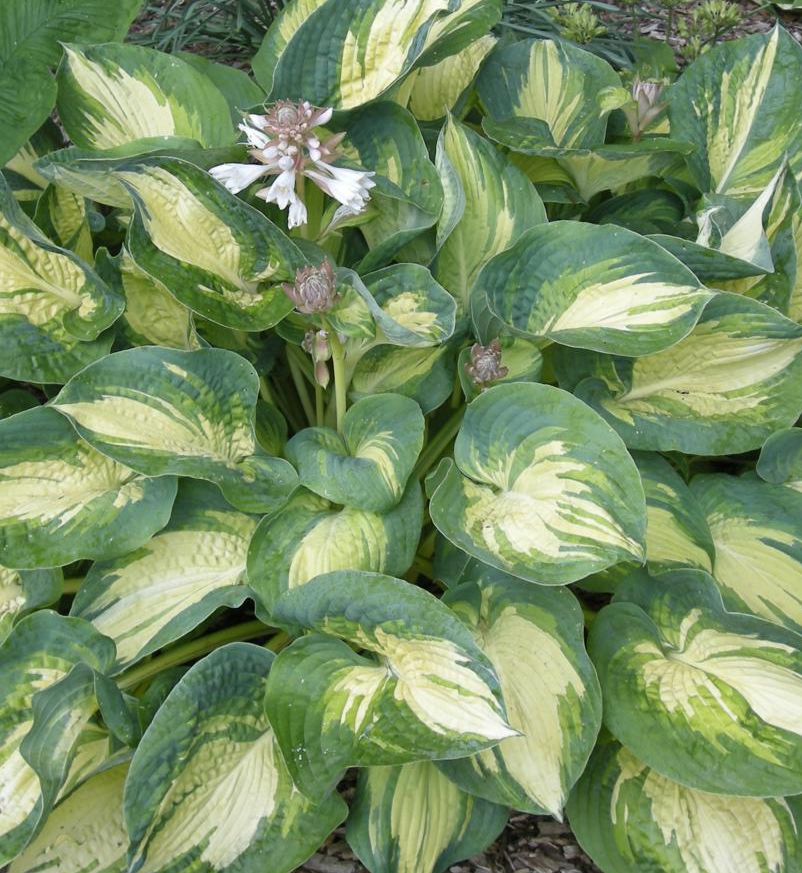 Hosta 'Great Expectations'